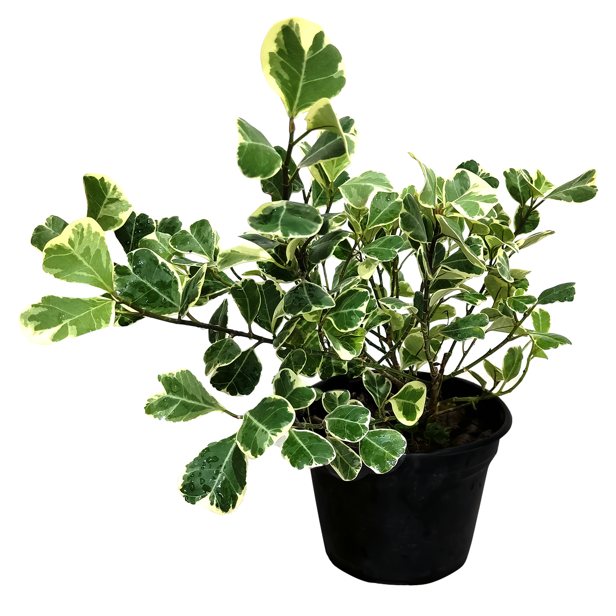Ficus Triangularis – RANCHO VERDE MX