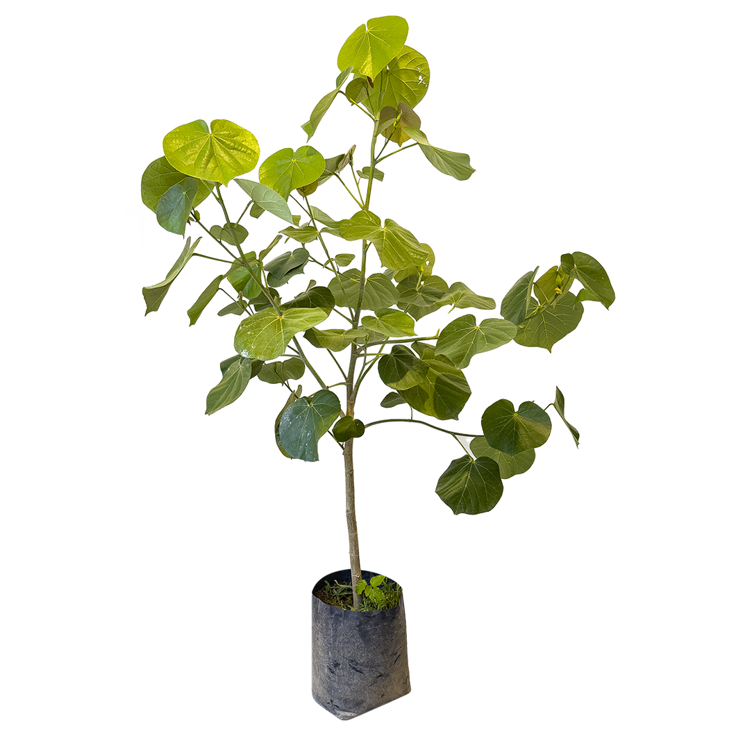 Arbusto Majagua