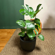 Cargar imagen en el visor de la galería, Planta Monstera
