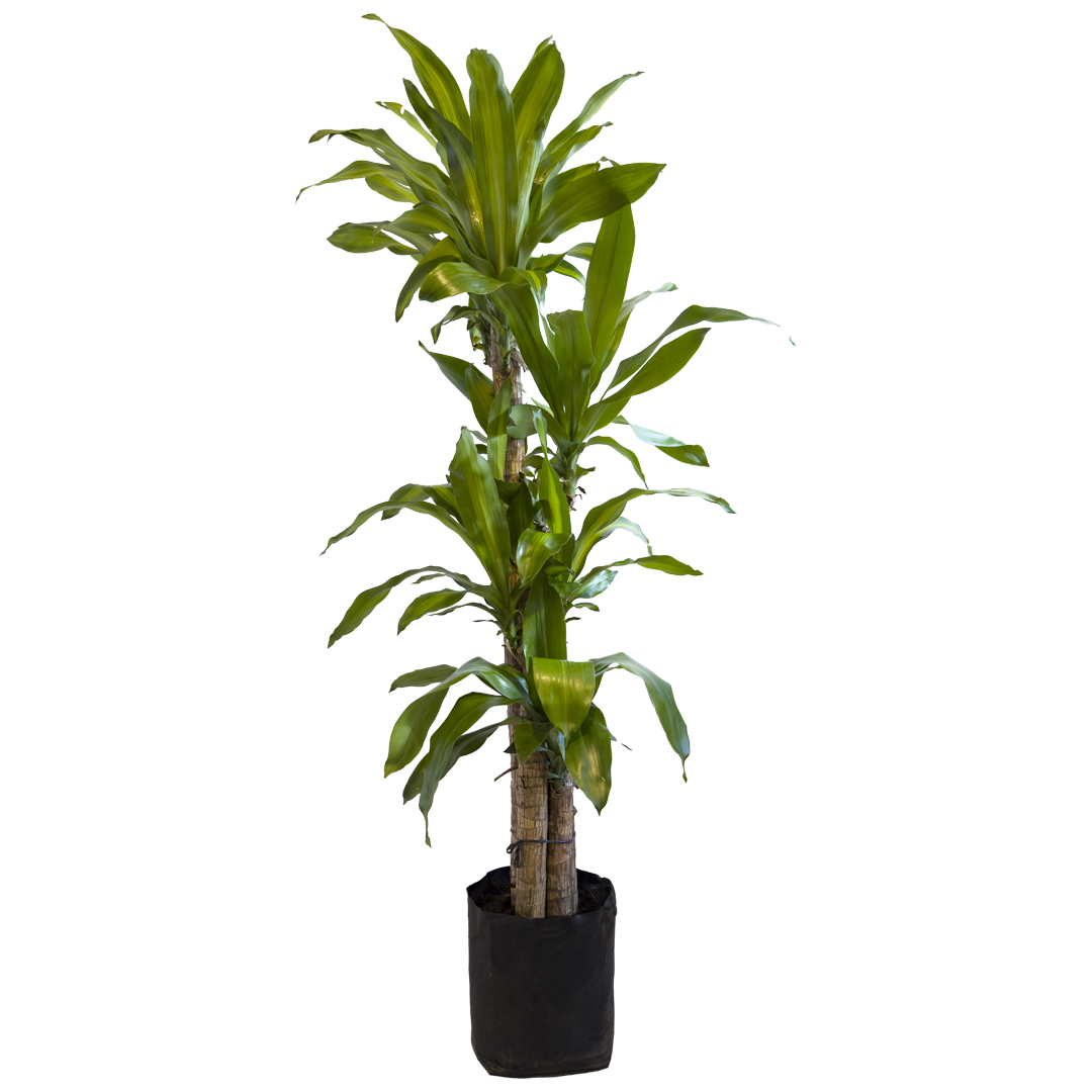 dracaena palo de brasil Palo de Brasil – RANCHO VERDE MX