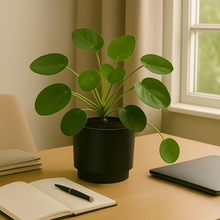 Cargar imagen en el visor de la galería, Pilea peperomioide
