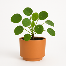 Cargar imagen en el visor de la galería, Pilea peperomioide

