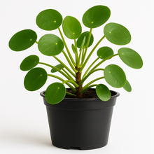 Cargar imagen en el visor de la galería, planta pila peperomioide en maceta de plástico negra en fondo blanco

