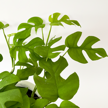Cargar imagen en el visor de la galería, Maceta Queso #3 con planta Raphidophora
