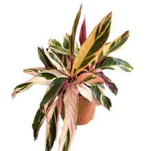 Cargar imagen en el visor de la galería, Calathea Triostar
