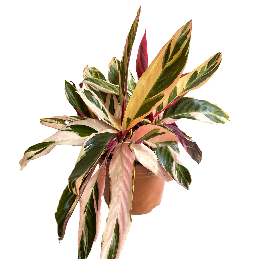 Calathea Triostar