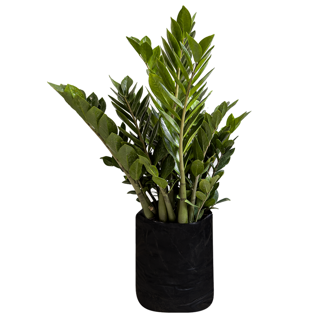 Planta Zamioculca